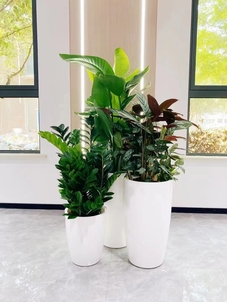 宁波海曙绿化养护服务好